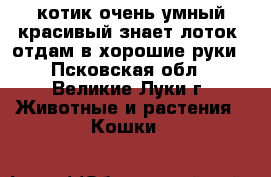 котик,очень умный,красивый,знает лоток. отдам в хорошие руки - Псковская обл., Великие Луки г. Животные и растения » Кошки   